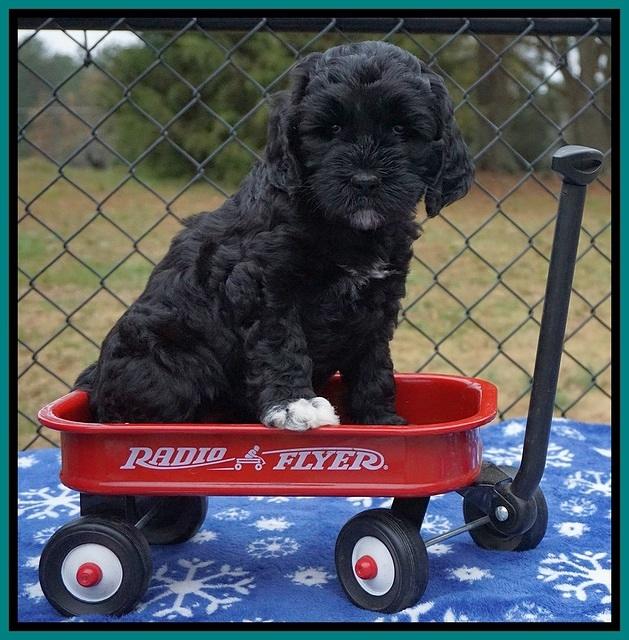 Paris Dempsey pups 6 wks old 1 074