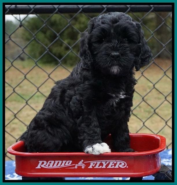 Paris Dempsey pups 6 wks old 1 078
