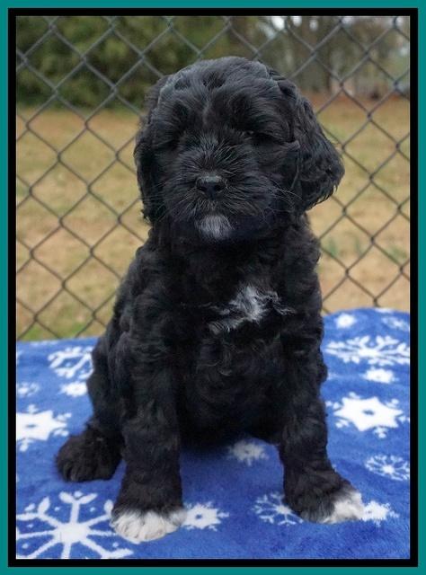 Paris Dempsey pups 6 wks old 1 095