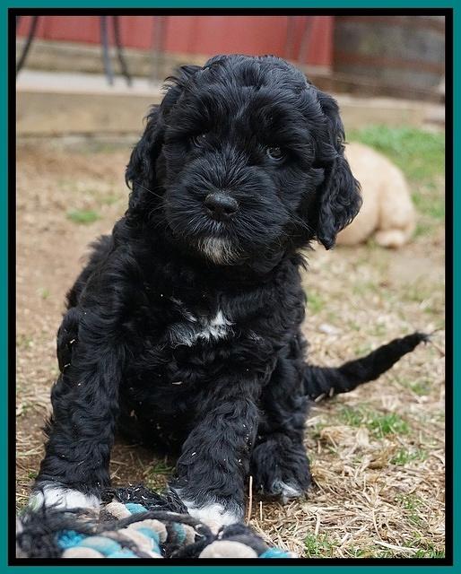 Paris Dempsey pups 6 wks old 25100