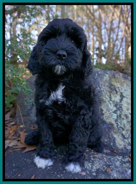 Paris Dempsey pups 8 wks old 3 076