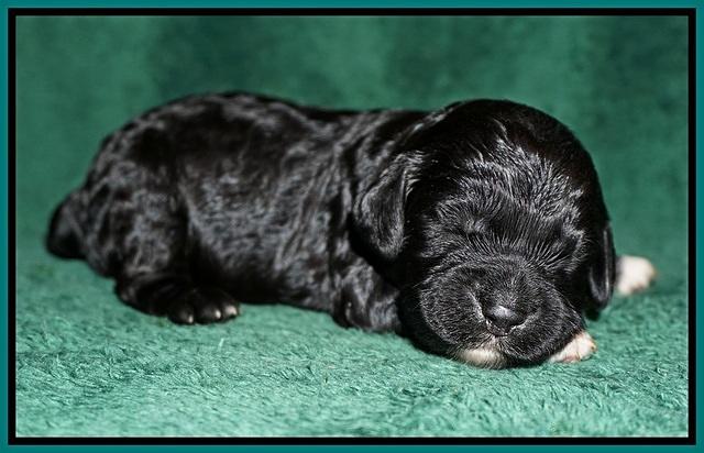 Paris Dempsey pups one wk old 10100