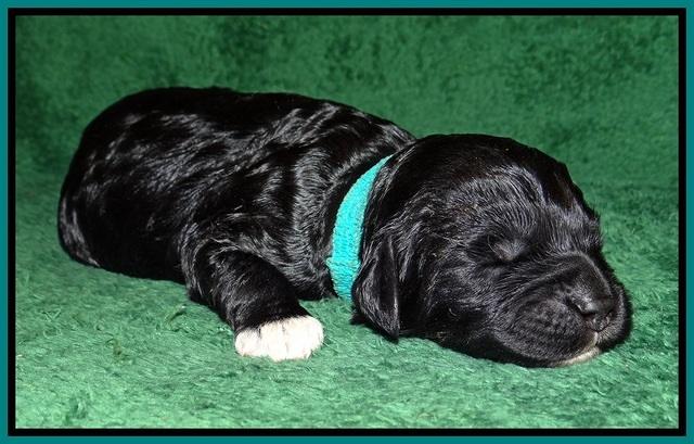 Paris Dempsey pups one wk old 12100