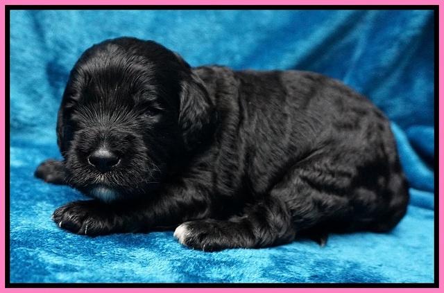 Paris Dempsey pups 2 wks old 21