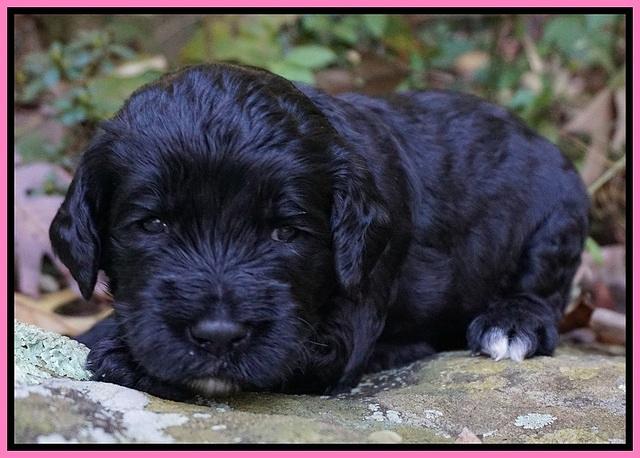 Paris Dempsey pups 3 wks old 31