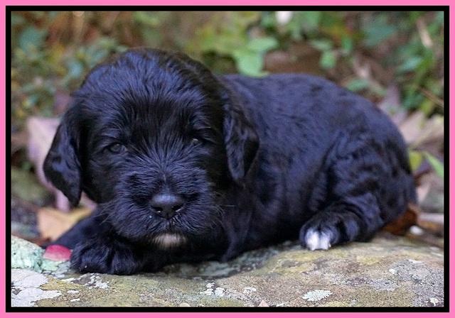 Paris Dempsey pups 3 wks old 41