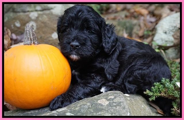 Paris Dempsey pups 4 wks old 11
