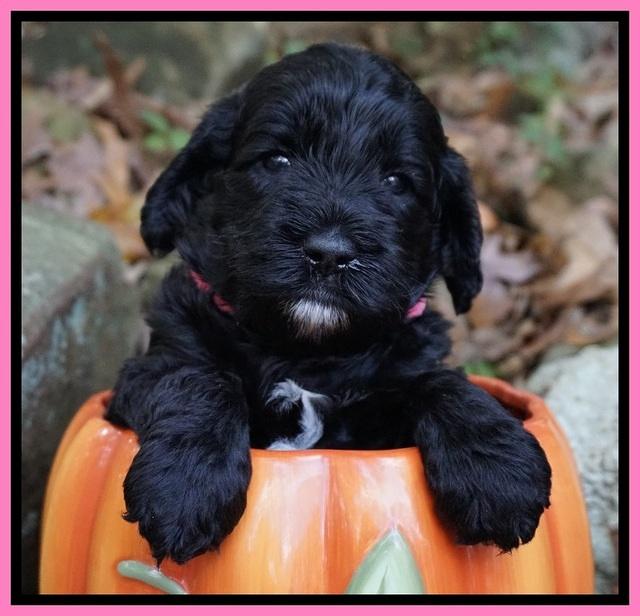 Paris Dempsey pups 4 wks old 31