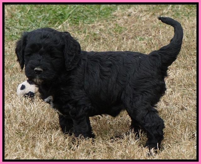 Paris Dempsey pups 5 wks old 81