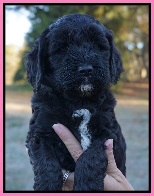 Paris Dempsey pups 5 wks old faces 31