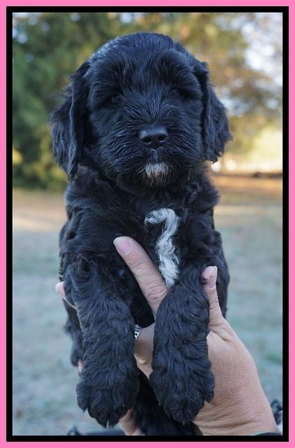 Paris Dempsey pups 5 wks old faces 41