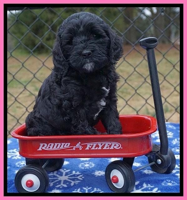 Paris Dempsey pups 6 wks old 1 048