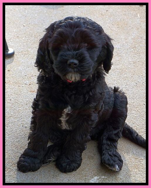 Paris Dempsey pups 7 wks old 31