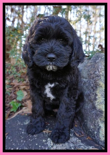 Paris Dempsey pups 8 wks old 3 016