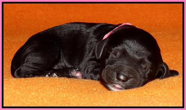Paris Dempsey pups newborn 210