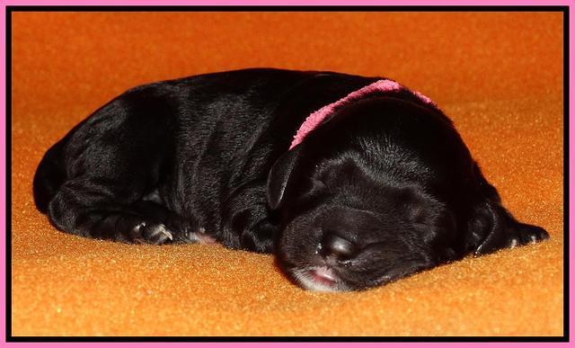 Paris Dempsey pups newborn 310