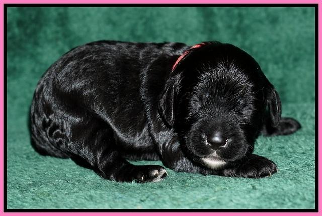Paris Dempsey pups one wk old 4100
