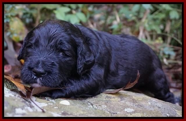 Paris Dempsey pups 3 wks old 151