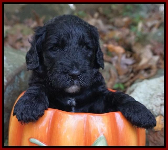 Paris Dempsey pups 4 wks old 171