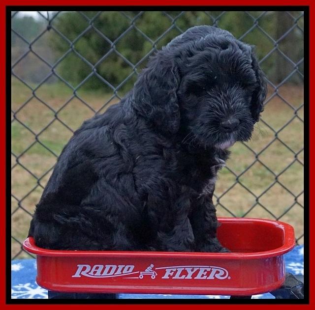 Paris Dempsey pups 6 wks old 1 111