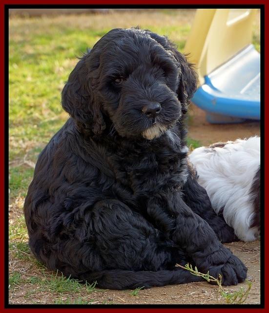 Paris Dempsey pups 7 wks old 221