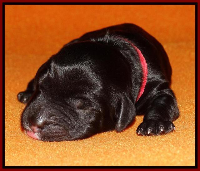 Paris Dempsey pups newborn 1210