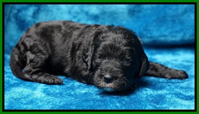 Paris Dempsey pups 2 wks old 131