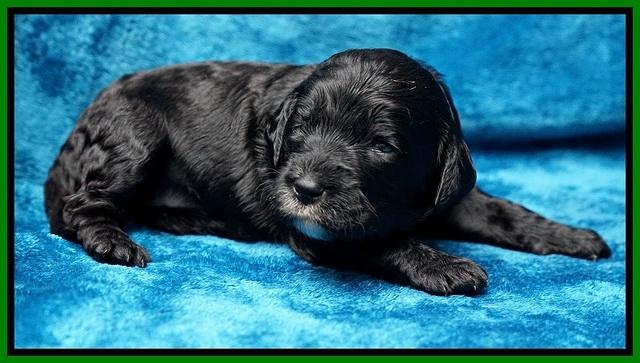 Paris Dempsey pups 2 wks old 141