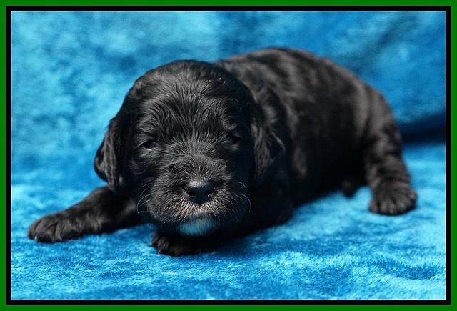 Paris Dempsey pups 2 wks old 151