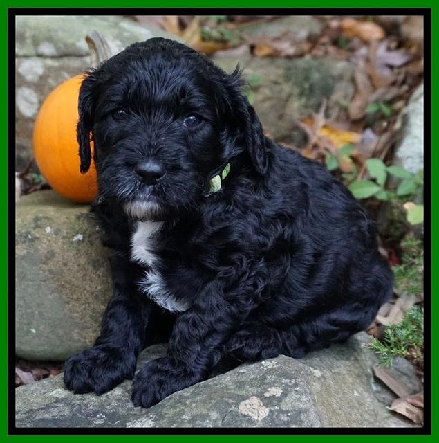 Paris Dempsey pups 4 wks old 211