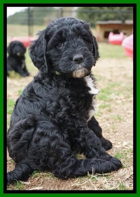 Paris Dempsey pups 6 wks old 33100
