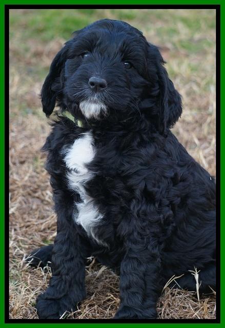 Paris Dempsey pups 7 wks old 231