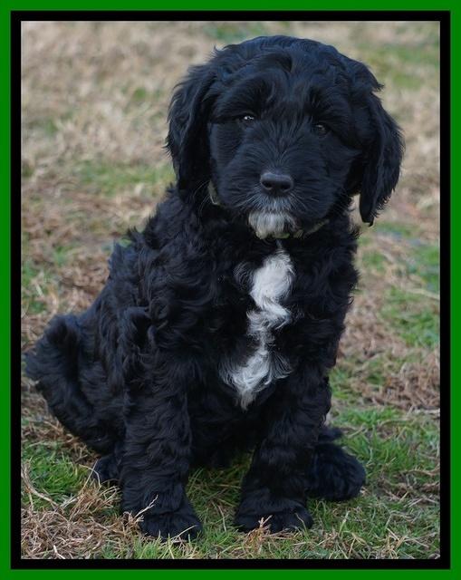 Paris Dempsey pups 7 wks old 241