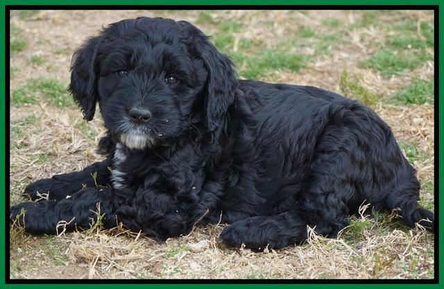 Paris Dempsey pups 7 wks old 251