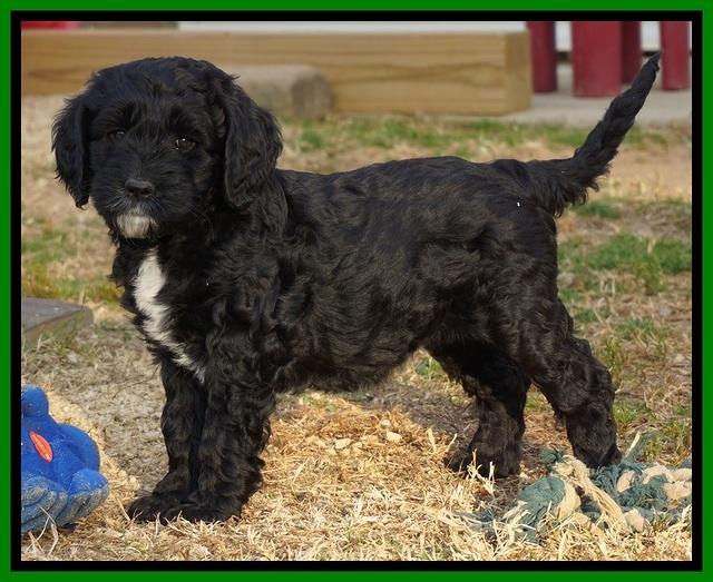 Paris Dempsey pups 7 wks old 261