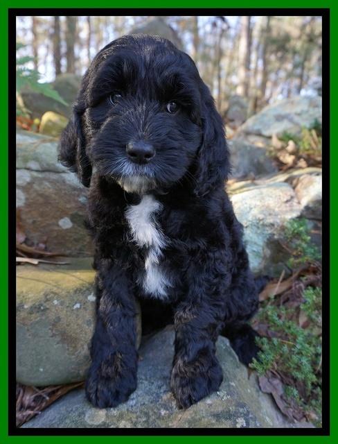 Paris Dempsey pups 8 wks old lime 003