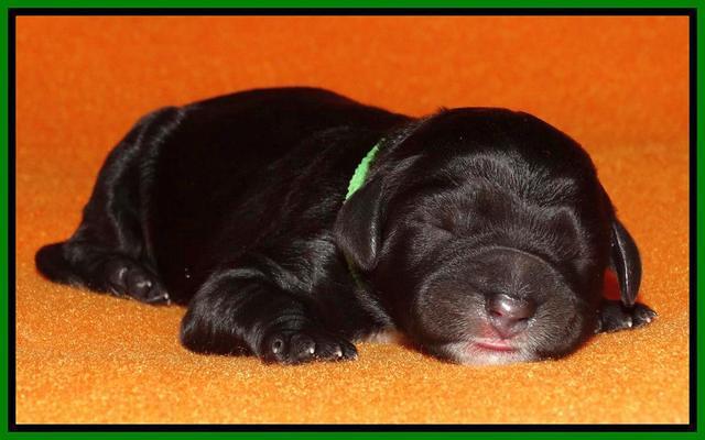 Paris Dempsey pups newborn 1310