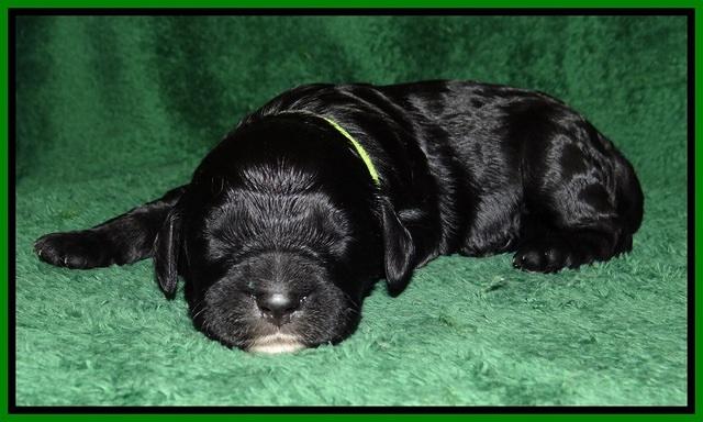 Paris Dempsey pups one wk old 20100