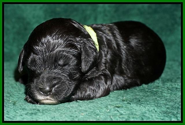 Paris Dempsey pups one wk old 22100