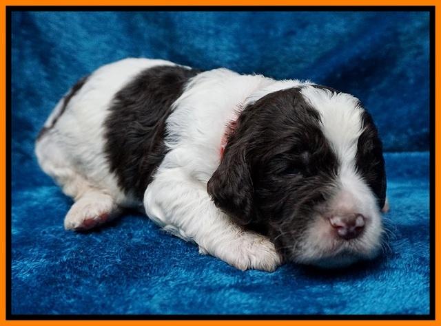 Paris Dempsey pups 2 wks old 161