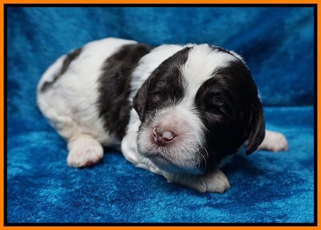 Paris Dempsey pups 2 wks old 171