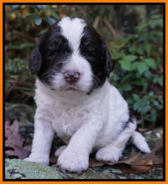 Paris Dempsey pups 3 wks old 221