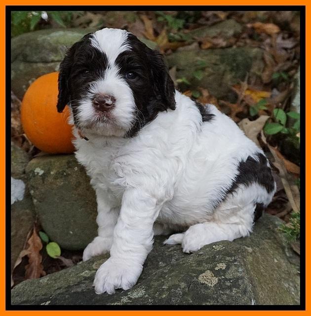 Paris Dempsey pups 4 wks old 241