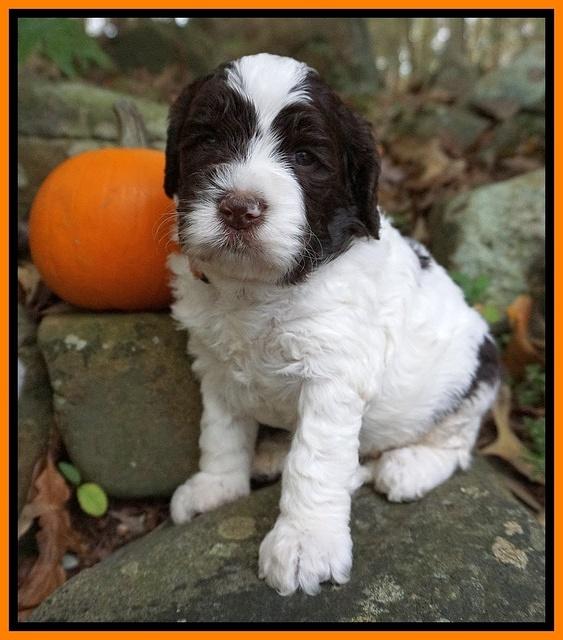 Paris Dempsey pups 4 wks old 251