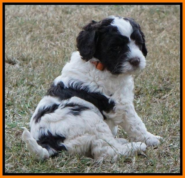 Paris Dempsey pups 5 wks old 2 133