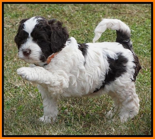 Paris Dempsey pups 5 wks old 321