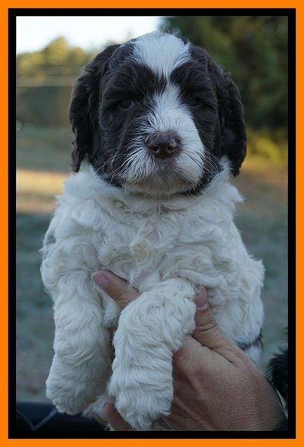 Paris Dempsey pups 5 wks old faces 141