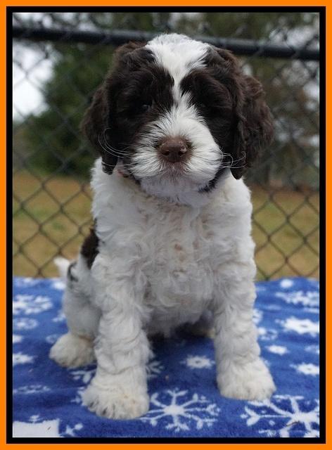Paris Dempsey pups 6 wks old 1 146