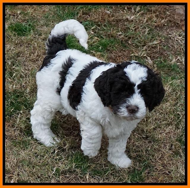 Paris Dempsey pups 6 wks old 37100