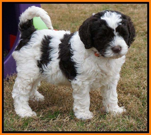 Paris Dempsey pups 6 wks old 39100